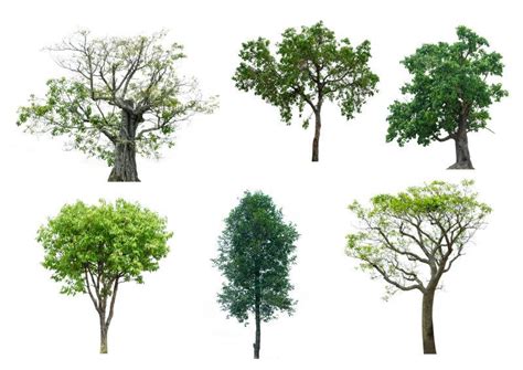 各种各样的树矢量图片(图片ID:1089850)_-花草树木-生物世界-矢量素材_ 素材宝 scbao.com