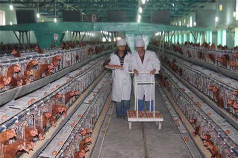 养鸡场在笼子里下蛋的鸡商业母鸡家禽养殖蛋鸡养殖场封闭系统中的集约化家禽养殖生产农业高清图片下载-正版图片506306966-摄图网