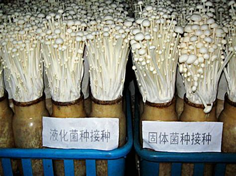 达州正宗六妹羊肚菌栽培技术-青川县欣源羊肚菌种植专业合作社