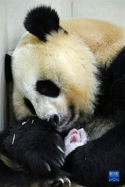 全球唯一圈养棕色大熊猫“七仔”被认养_新浪图片
