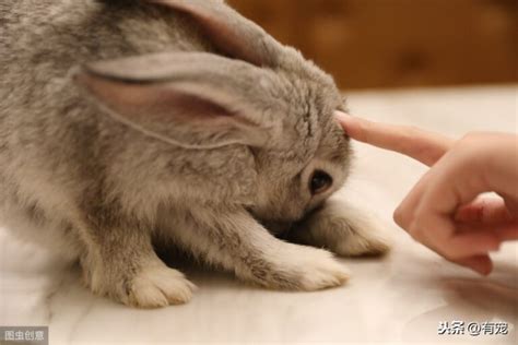 兔子耳朵怎么清理（兔子耳朵的清理方法与操作步骤） - 胖萌舍宠物网