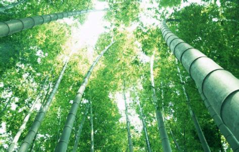 竹子的象征意义是什么 常见的竹子种类有哪些_百科知识_学堂_齐家网