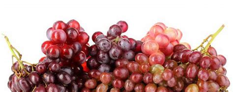 中国种葡萄始于哪个朝代 种葡萄始于什么朝代_知秀网