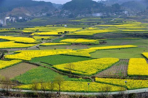 开阳十里画廊油菜花开-贵州旅游在线