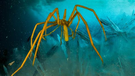 生存在极地的巨型海蜘蛛，腿长跨度达到70厘米|海蜘蛛|极地|蜘蛛_新浪新闻