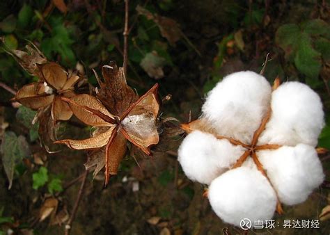 棉花期货基础知识-中信建投期货上海
