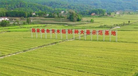 制种基地移栽忙！国家级杂交水稻制种大县金湖打造县企共建项目助农增收