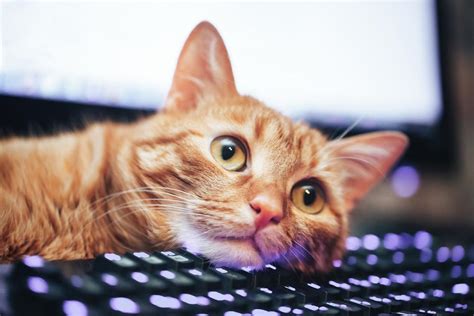 放在键盘上的猫爪特写摄影高清jpg格式图片下载_熊猫办公