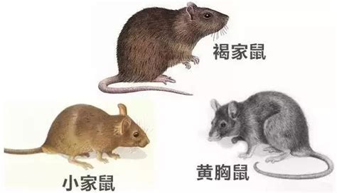 老鼠 耗子 啮齿动物 灰老鼠 鼠 哺乳动物-cg模型免费下载-CG99