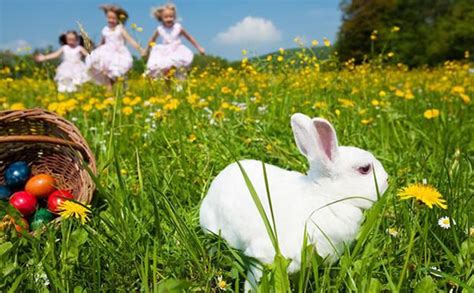 生肖兔农历几月出生好 属兔生在几月最好农历 - 万年历