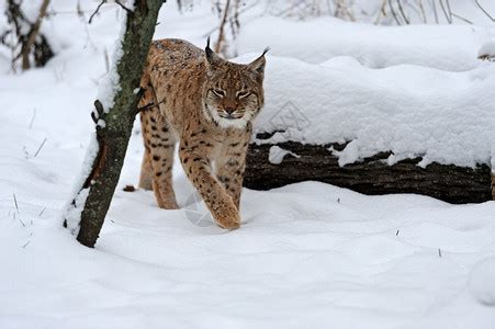 毛茸的野猞猁猫坐在森林里的雪地上的全长肖像高清图片下载-正版图片506737325-摄图网