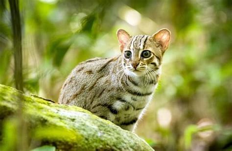 被全世界禁养！非洲最小的猫，猫科捕猎效率最高的“杀戮机器” - 千奇百怪 - 华声论坛