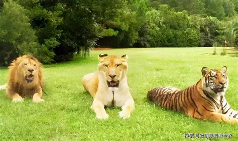 狮子群遇上老虎群，两方首领瞬间打了起来_腾讯视频