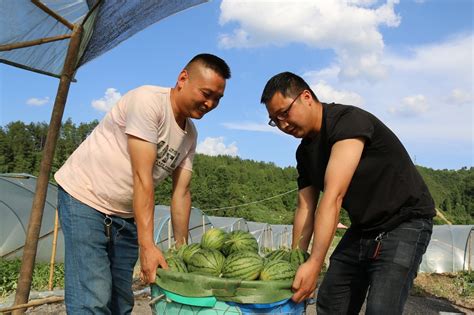 贵州德江煎茶镇：西瓜成熟上市 “甜蜜经济”助农增收-贵阳网
