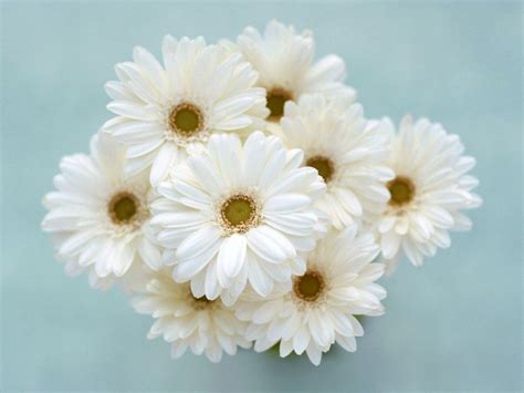 🔥White Flower - Android, iPhone, Desktop HD Backgrounds / Wallpapers ...