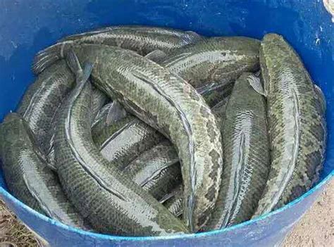 自产自销 黑鱼批发 量大从优 绿色生态黑鱼新鲜水产批发各种规格-阿里巴巴
