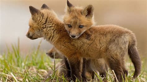 三只漂亮的狐狸幼崽宝宝壁纸