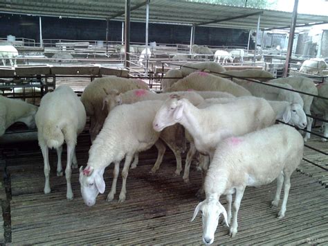 上海养羊场养殖基地 山东菏泽 黑头杜泊羊-食品商务网