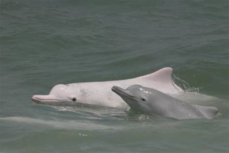 留住中华白海豚：一场广东多方参与的濒危物种保护行动_南方网