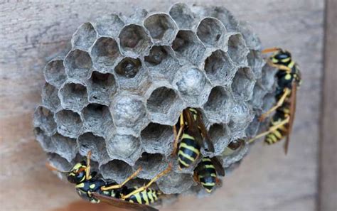 养蜂房蜂房蜜蜂采蜜繁殖摄影图配图高清摄影大图-千库网