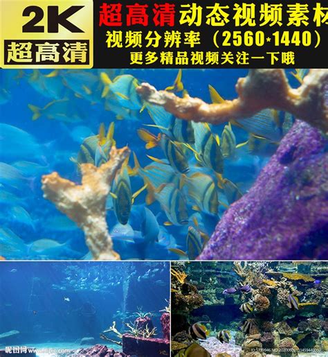 海底世界鱼群海藻海洋生物视频__自然风光_实拍视频_多媒体图库_昵图网nipic.com