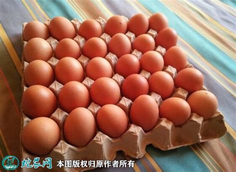 2021年5月1日普通鸡蛋价格行情、今日普通鸡蛋多少钱一斤？ - 农产品价格 - 蛇农网