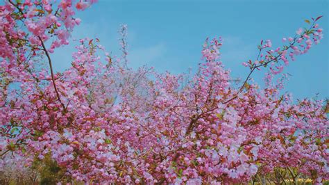 春天日出日落桃花鲜花枝头桃色自然美景AI视频素材视频特效素材-千库网