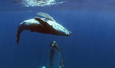 为什么说鲸鱼一生孤独 - 早若网