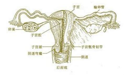 阴道前庭大腺的解剖图片_有来医生