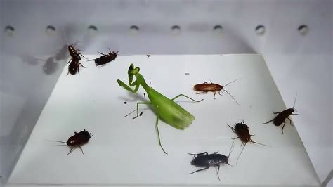 蟑螂图片-农百科