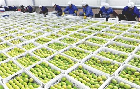 2020年中国鲜果行业现状，水果保鲜技术的应用将有更广阔的前景「图」_华经情报网_华经产业研究院