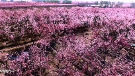 新疆伊犁的6万亩薰衣草，宛如一片紫色海洋，再不来看就错过了