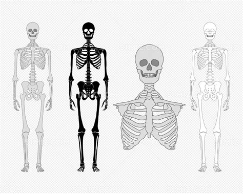 人体骨骼结构 - 堆糖，美图壁纸兴趣社区