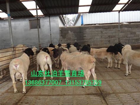 2019年纯种白头杜泊羊价格 纯种杜泊羊图片 山东济宁-食品商务网