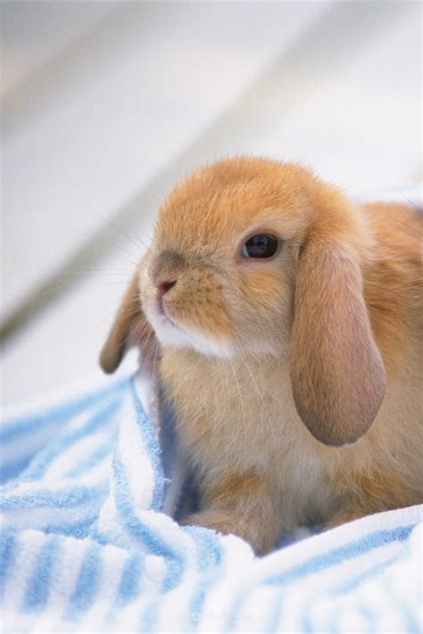 高清长耳兔宠物兔子图片_蛙客网viwik.com