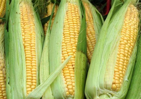 VC果园：玉米这种作物是在什么时候传入我国的？有什么依据呢？_VC果园_VC果园代理_VC果园总代-VC果园官网