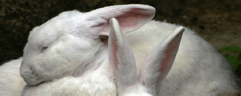 20种兔兔身体语言大解说