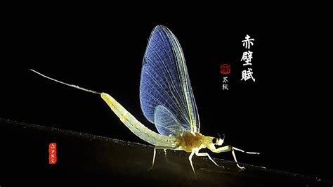 蜉蝣科-世界昆虫410科野外-图片
