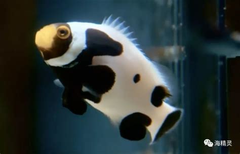 小丑鱼主要分类及图片外形习性【详解】_鱼之谈_鱼花网