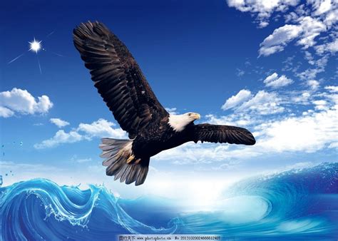 如果你想像雄鹰一样翱翔天空，那你就要和群鹰一起飞翔|群鹰|雄鹰|燕雀_新浪新闻