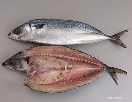 鲭鱼世上最健康的鱼,鲭鱼的营养排名,鲭鱼和鲅鱼的区别(第8页)_大山谷图库