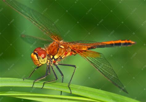 蜻蜓为什么在水面上点水 - 趣智分享