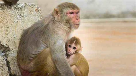 怎么才能养一只猴子(可以养实验猴子吗) - 科猫网
