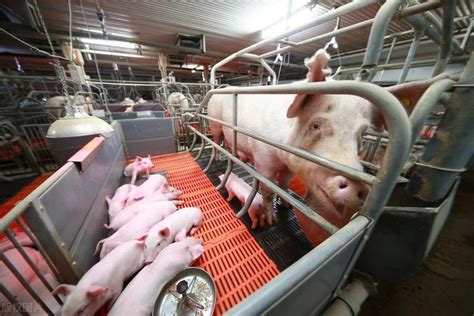 分娩栏和泌乳栏中母猪和仔猪的行为和福利 - 知乎