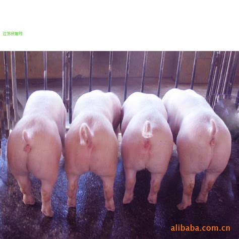 [猪苗批发]猪苗 二元猪 20-25斤价格800元/头 - 惠农网