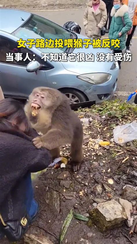 女子路边投喂猴子被反咬-直播吧zhibo8.cc