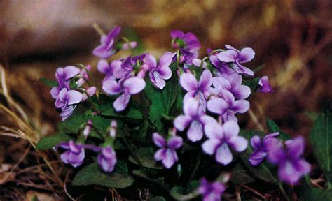 紫花地丁图片_春季的紫花地丁图片大全 - 花卉网