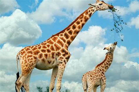 长颈鹿高多少米（世界上现存最高的陆生动物，最高近6米，腿长1.8米，重达2000千克） | 说明书网