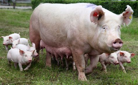 如何护理待产母猪和新生仔猪？_母猪_中国保健养猪网