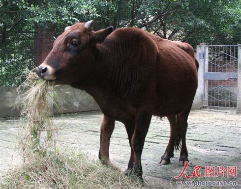 四川内江：动物园有条“五腿牛” (2)--图片--人民网